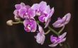 How to Grow orchideeën binnenshuis