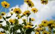How to Get zaden van zonnebloemen