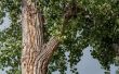 Hoe de zorg voor een boom Cottonwood