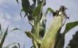 Hoe te houden van de Bugs weg van maïs