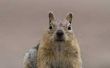 Hoe te stoppen met eekhoorns uit knagen op een Log Home