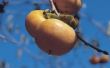 Moeten Persimmon bomen een mannetje & vrouw voor de productie van Fruit?