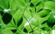 Kunstmatige fotosynthese voors en tegens