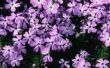 Kruipende Phlox, kan worden geplant in Containers?