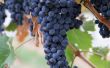 Hoe te snoeien achtertuin druif Vines
