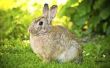 Welke fysieke aanpassingen doet een konijn kunt helpen het overleven in de omgeving?
