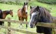 Oorzaken van hoesten & een loopneus bij paarden