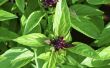 How to Grow Thaise basilicum &amp; Chili