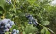 Informatie over Blueray Blueberry struiken