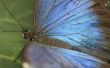Feiten voor kinderen op de Blauwe Morpho vlinder