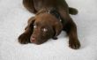 Het elimineren van Dog Urine Smell uit tapijt