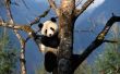 Hoe maak je een Model van een Panda's Habitat
