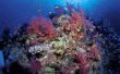 Soorten vis die Camouflage in Coral