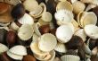 How to Make Seashell sieraden met een Dremel