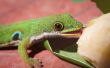 Risico op salmonella in gekko 's