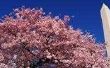 Hoe de zorg voor een Yoshino Cherry Tree