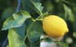 Dieren die eten van citroenen of Lemon Tree bladeren