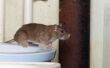 How to Get Rid van dode Rat geur