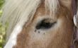Zelfgemaakte vliegen Spray voor paarden met Tea Tree olie