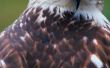 Hawk soort(en) in Oregon