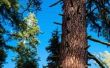 Redwood Vs. Pine