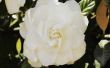Gardenia aanplant & zorg binnenshuis