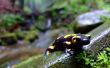 Hoe te houden een Wild huisdier Salamander