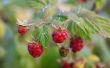 Hoe om Wild Raspberry planten te identificeren