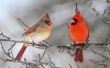 Hoe het aantrekken van kardinalen naar een Vogelhuis/waterbak