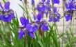 How to Plant Iris zaden