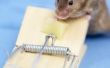 Hoe om te doen schrikken van een muis uit Hiding in uw huis