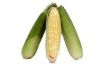 Hoe te bevriezen van maïs op de kolf zonder blancheren