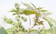 How to Grow Castor Boon Plant (Ricinus Communis)