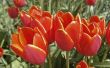 Wanneer te planten tulpenbollen in Colorado