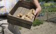 How to Plant aardappelen in Virginia
