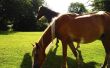 Lymfe zwelling op de buik in paarden