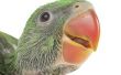 Hoe maak je een Parrot's Beak