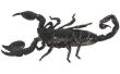 Hoe herken ik een gevaarlijke Scorpion