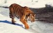 In welke staten kunt u particulier bezit een Siberische tijger?