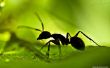 Hoe te doden de mieren met huishoudelijke producten