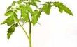 Wat Is een zuignap op een tomatenplant?