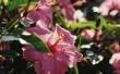 How to Get Rid van zwarte bladluizen op een Hibiscus