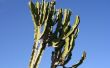 Hoe de zorg voor een Euphorbia Ingens Plant