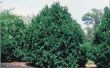 Hoe te snoeien een Emerald groen Arborvitae