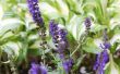How to Care for paarse Salvia