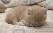 How to Get Rid van vlooien op 5 weken oude Kittens