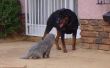 How to Train een kat en de hond graag elkaar zonder aan te vallen