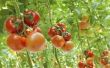 How to Grow Tomaten in emmers van 5-Gallon