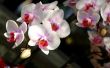 Hoe een Phalaenopsis orchidee te verpotten