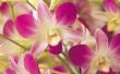 Eetbare orchideeën voor Cakes